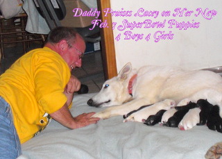 Daddy's Lacey with her Superbowl 2010 Puppies