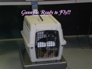 GunnyisReadytoFlyCIMG1058_320x240.JPG