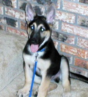 Daddy Dog, Tripp, in Training at 3 1/2 Months!!!