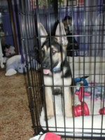 Tripp in Crate Training at 9 Weeks!!!