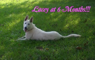 LaceyAt6MonthsCIMG1681-1.JPG