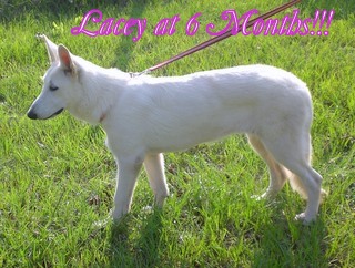 LaceyAt6MonthsCIMG1671-1.JPG