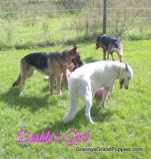 LaceySweetestDogOnEarthCIMG3463-1.JPG