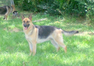 Duchess