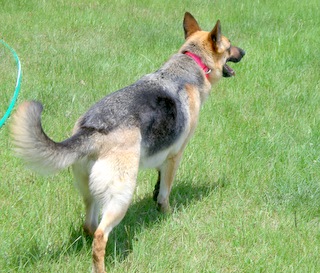 Duchess