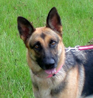 Duchess