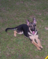 Young Izzy