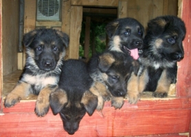 Past Izzy Pups