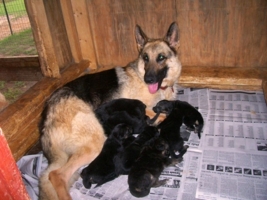 Izzy with Past Pups