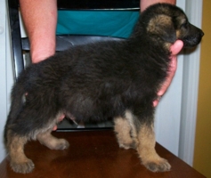 Past Izzy Pup