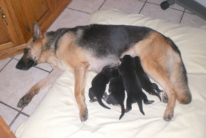 Jazmin1Week%20OldPuppies2009CIMG3178_298x200.jpg