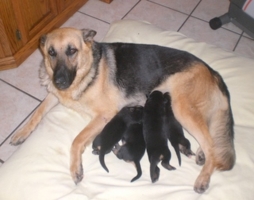 Jazmin1Week%20OldPuppies2009CIMG3179_254x200.jpg
