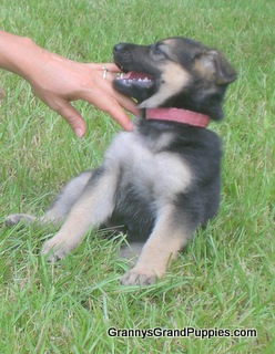 Jasmin July 2009 Puppy Pink Girl
