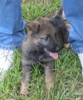 Lady at 7 Weeks