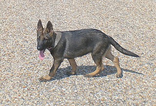 Lady at 4 Months