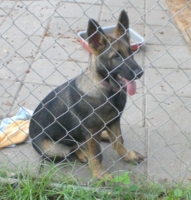 Lady at 4 Months