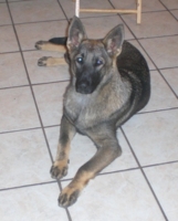 Lady at 4 Months!!!