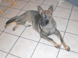 Lady at 4 Months!!!