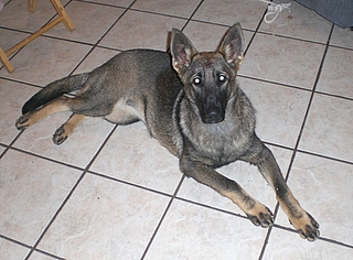 Lady at 4 Months!!!