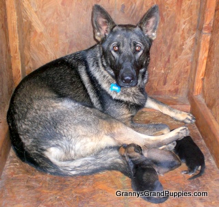 LadyBugPuppiesat2DaysOldCIMG3733.JPG