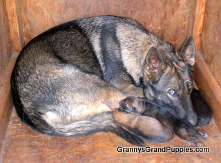 LadyBugPuppiesat2DaysOldCIMG3736.JPG