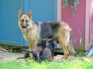 Rica with 7 Week Old Pups!!!