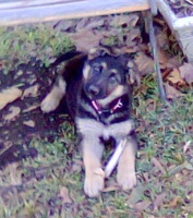 Rica at 8 Weeks Old