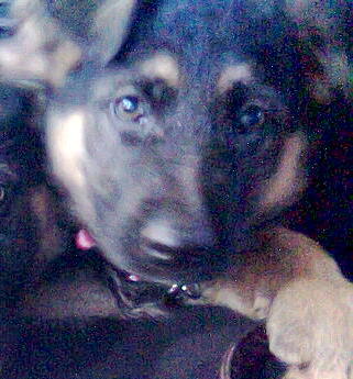 Rica at 8 Weeks Old