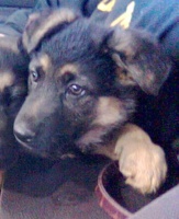 Rica at 8 Weeks Old