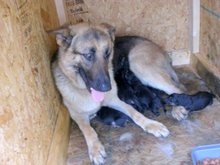 Rica with Her Newborn April 3rd Puppies!!!