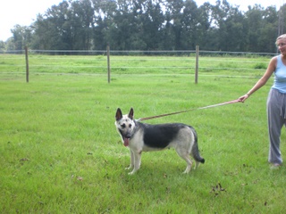 Shasta