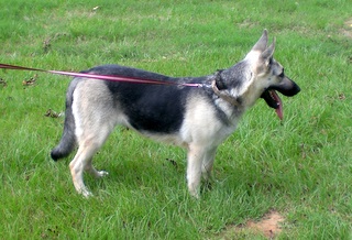 Shasta