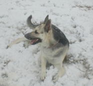 Shasta