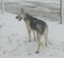 Shasta