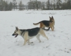 Shasta