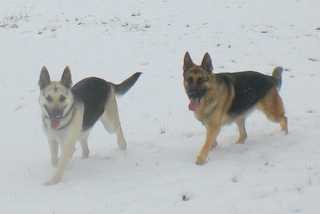 Shasta