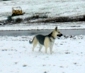 Shasta