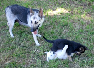 Shasta