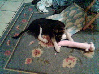 Shasta at 9 Weeks!!!