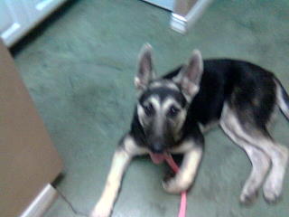 Shasta