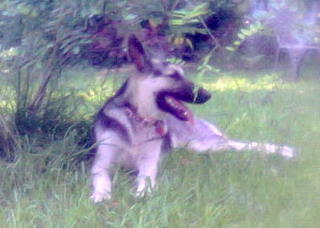 Shasta