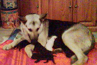 Shasta