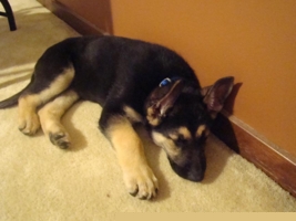 Nikoat3Months