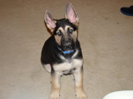 Nikoat3Months
