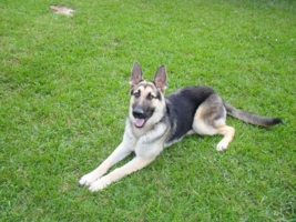 Nikoat9Months