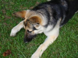 Nikoat9Months