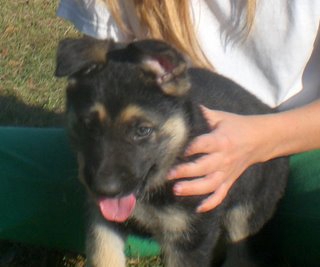 Niko
