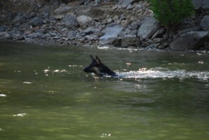 SwimRinny_299x200.jpg