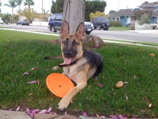 Tucker