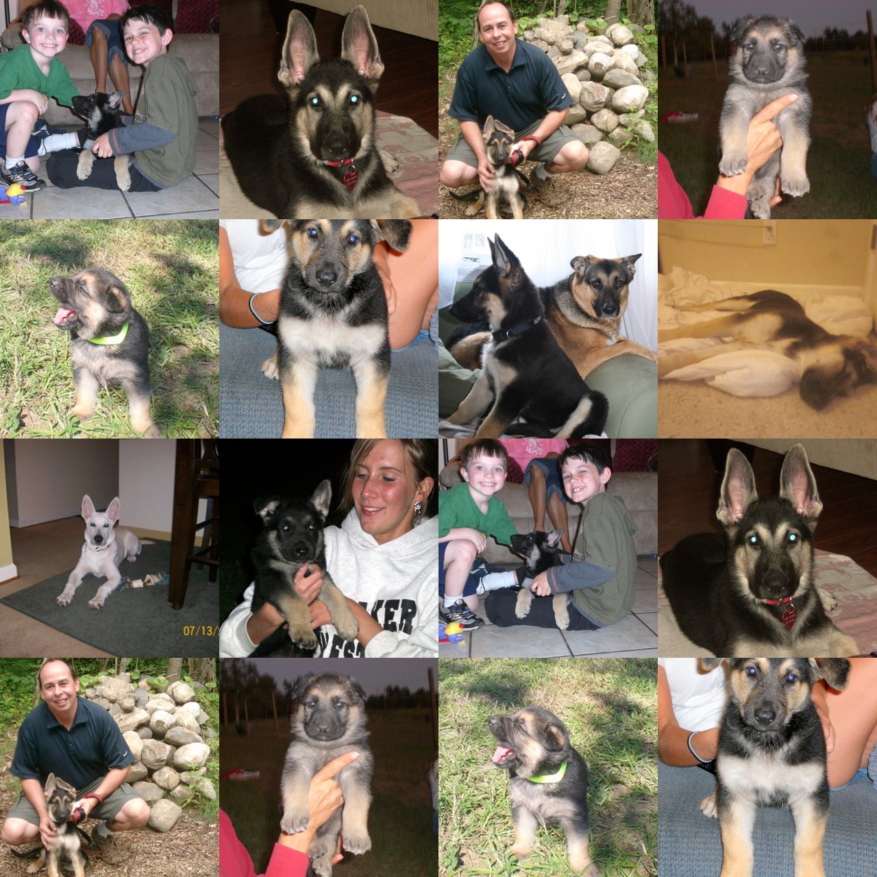 GrannysGrandPuppies
